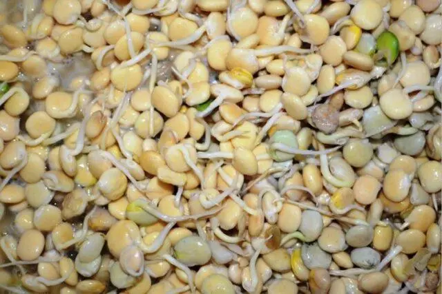 Growing lupine seedlings from seeds at home