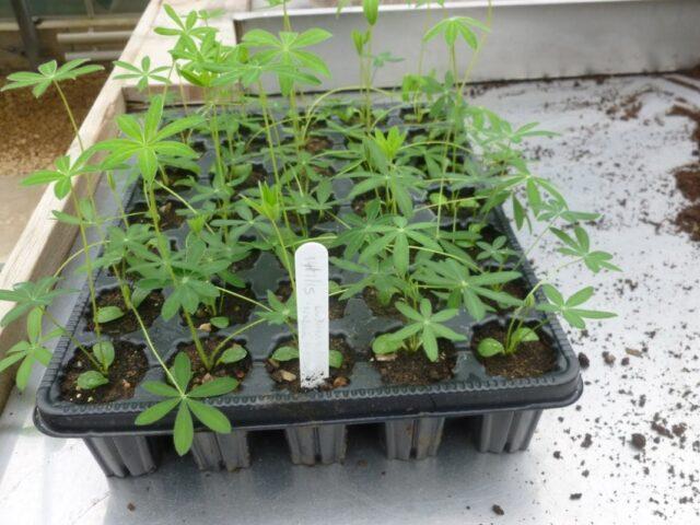 Growing lupine seedlings from seeds at home