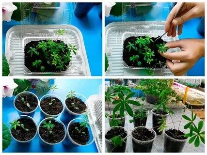 Growing lupine seedlings from seeds at home