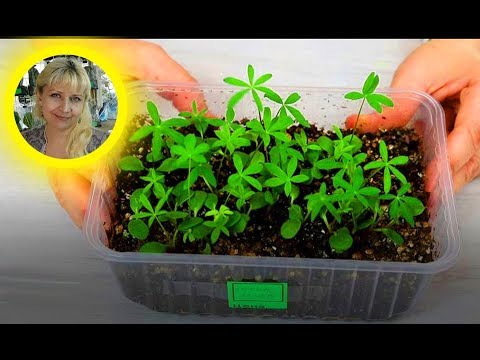 Growing lupine seedlings from seeds at home