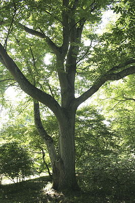 Growing Manchurian Walnut