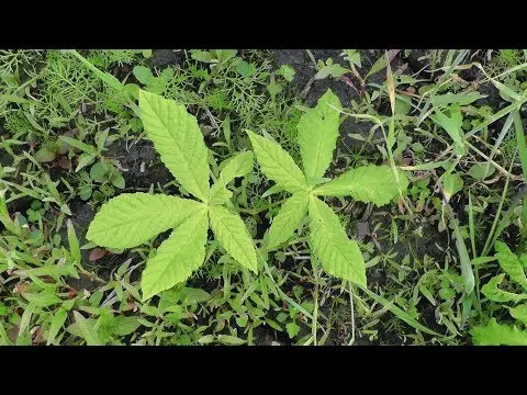 Growing Manchurian Walnut