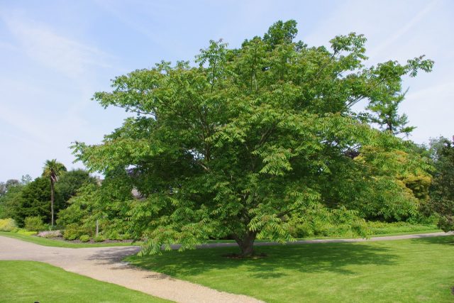 Growing Manchurian Walnut