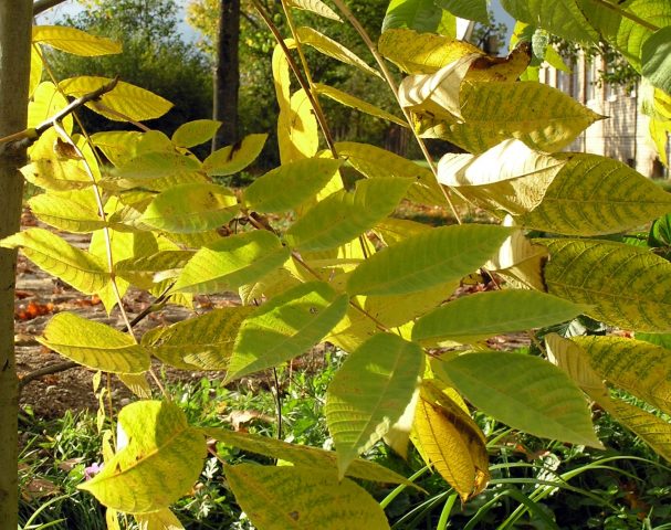 Growing Manchurian Walnut