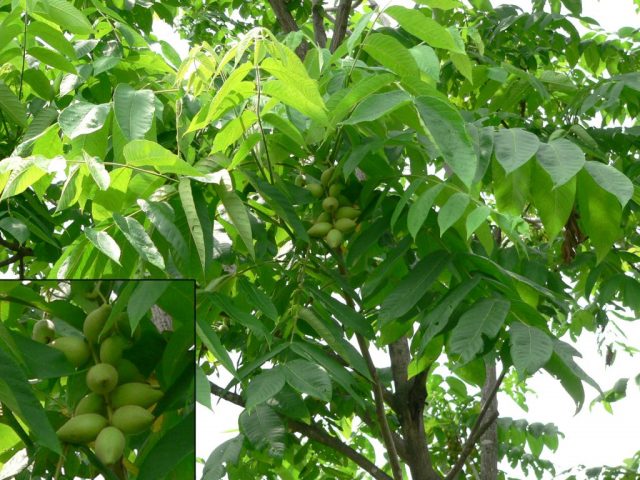 Growing Manchurian Walnut