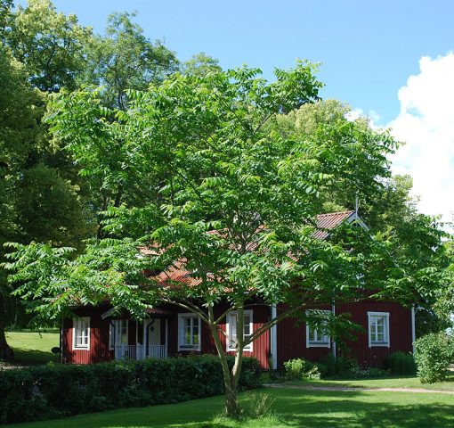 Growing Manchurian Walnut