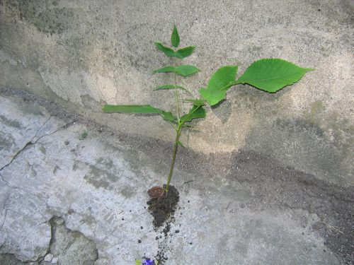 Growing Manchurian Walnut