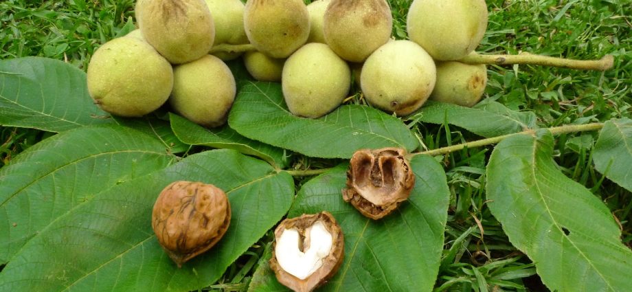 Growing Manchurian Walnut