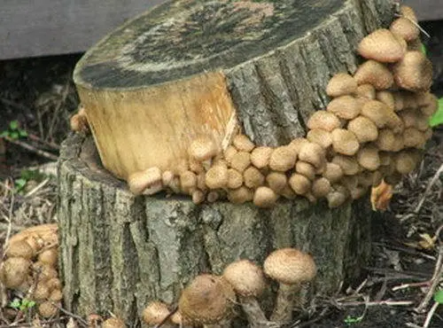 Growing mushrooms and flakes