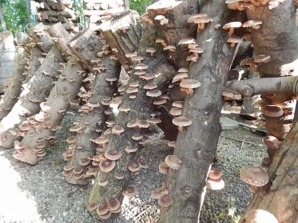 Growing mushrooms and flakes