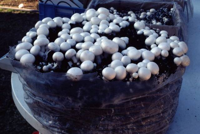 Growing mushrooms in the basement 