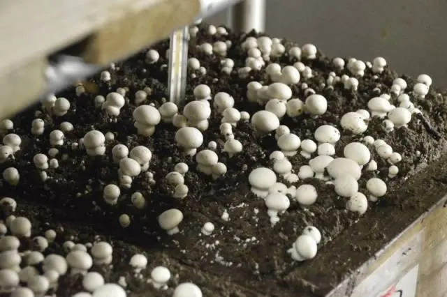 Growing mushrooms in the basement 