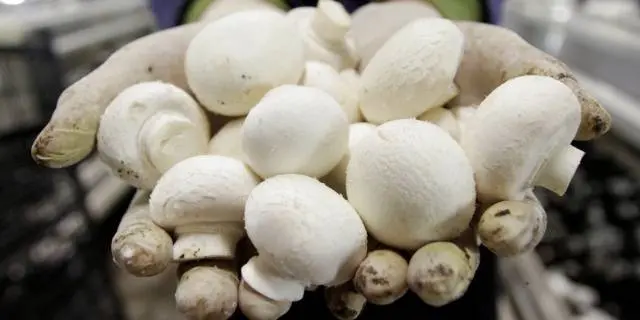 Growing mushrooms in the basement 