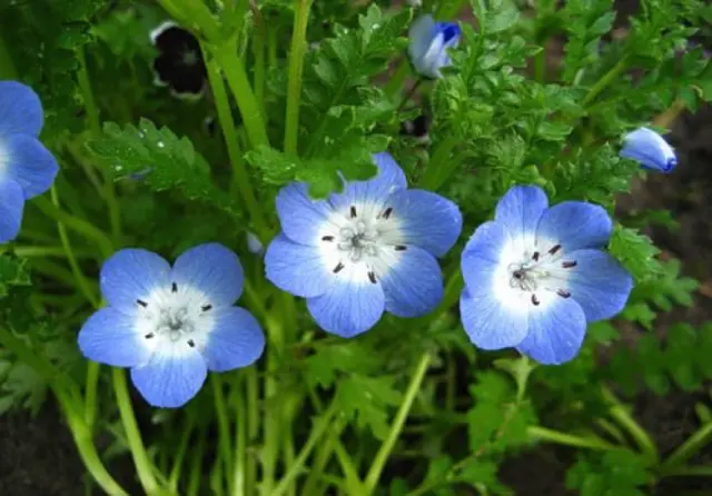 Growing nemophila from seed, when to plant