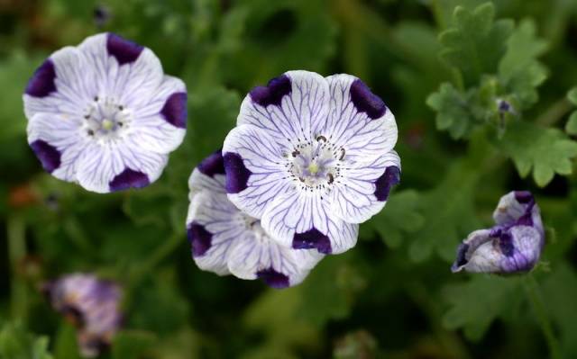 Growing nemophila from seed, when to plant