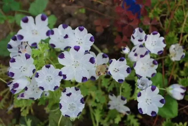 Growing nemophila from seed, when to plant