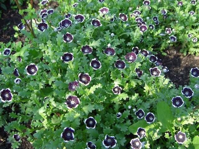 Growing nemophila from seed, when to plant