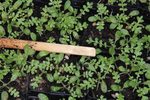 Growing nemophila from seed, when to plant