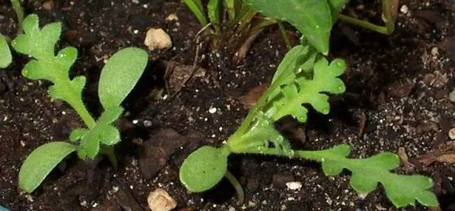 Growing nemophila from seed, when to plant