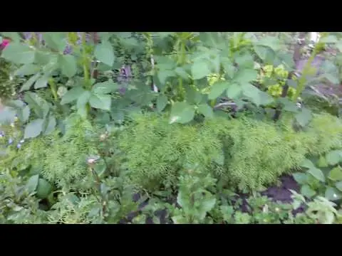 Growing nemophila from seed, when to plant