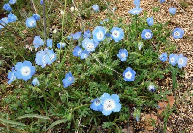 Growing nemophila from seed, when to plant