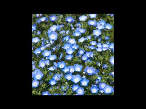 Growing nemophila from seed, when to plant