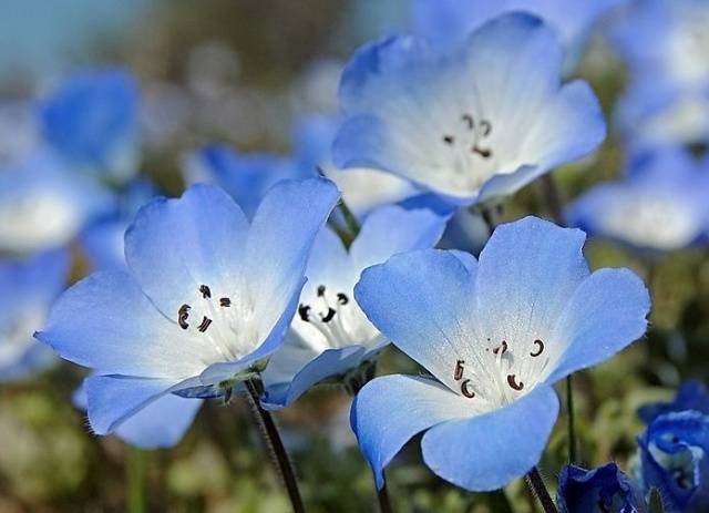 Growing nemophila from seed, when to plant