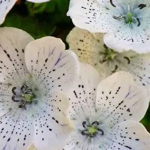 Growing nemophila from seed, when to plant