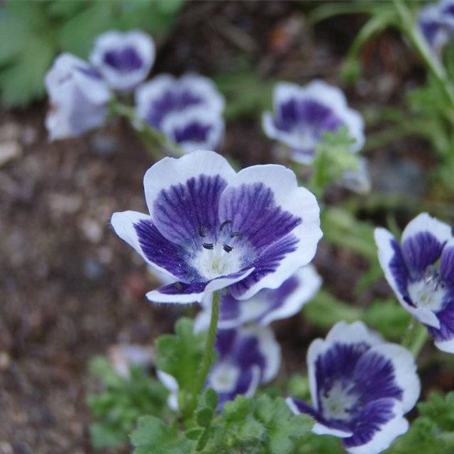 Growing nemophila from seed, when to plant