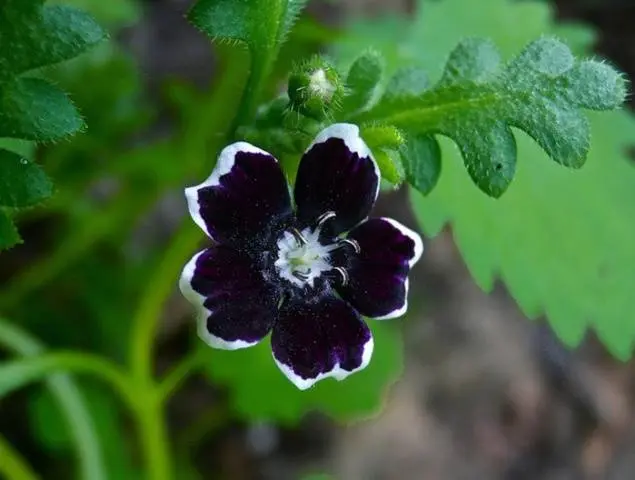 Growing nemophila from seed, when to plant