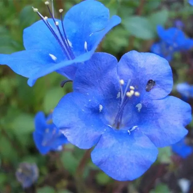 Growing nemophila from seed, when to plant