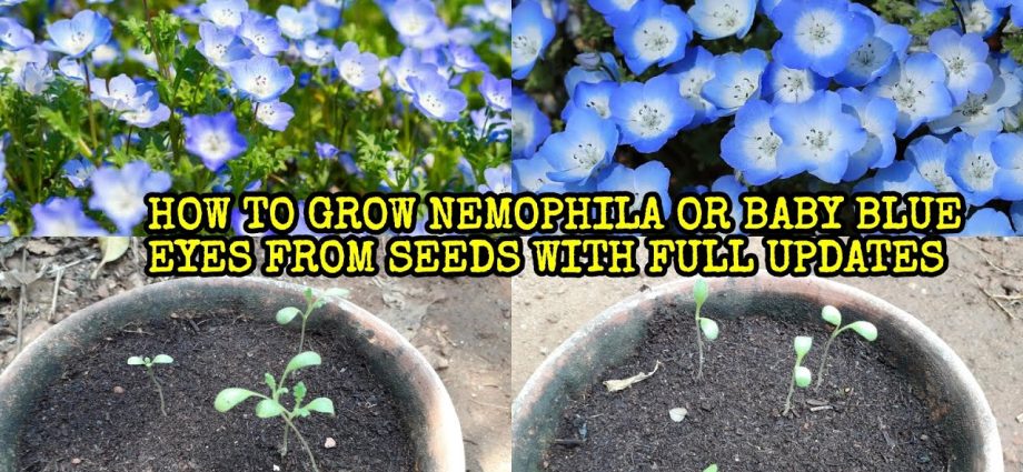 Growing nemophila from seed, when to plant