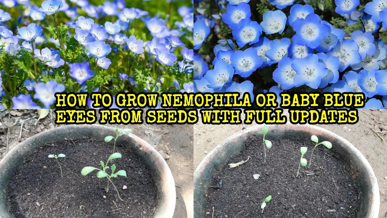 Growing nemophila from seed, when to plant