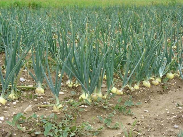 Growing onions 