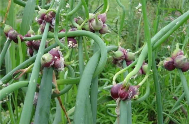 Growing onions 