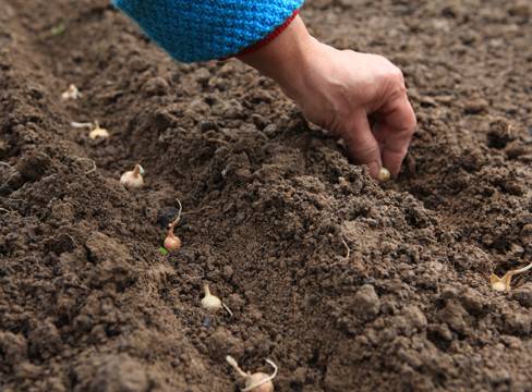 Growing onions 