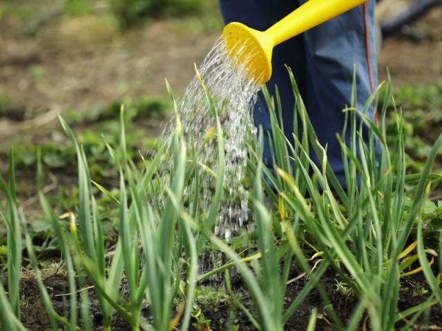 Growing onions 