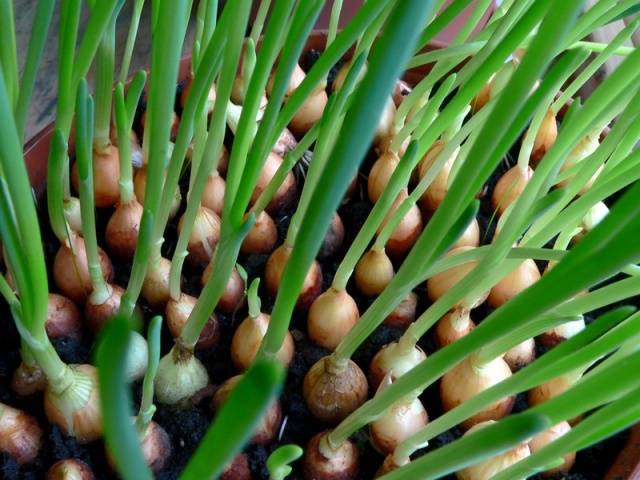 Growing onions 