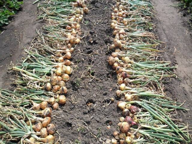 Growing onions 