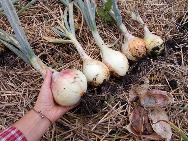 Growing onions 