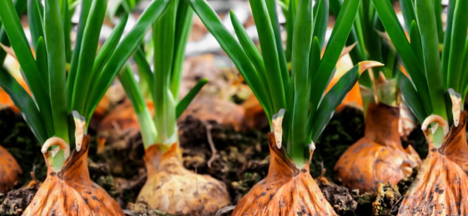 Growing onions 