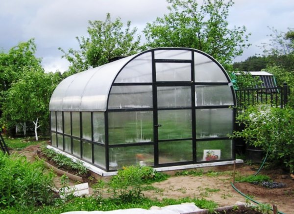 Growing onions for greens in a greenhouse