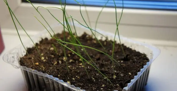 Growing onions from seeds: step by step technology