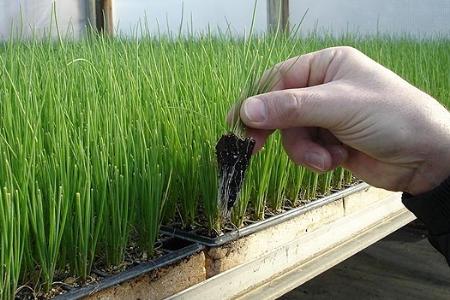 Growing onions from seeds: step by step technology