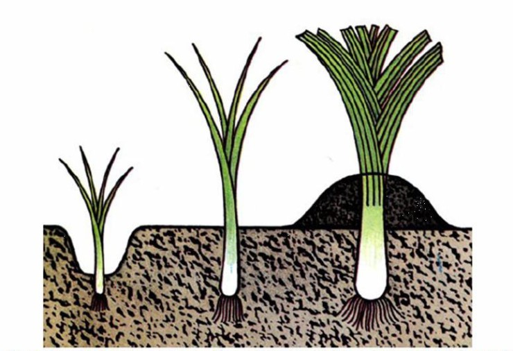 Growing onions from seeds: step by step technology