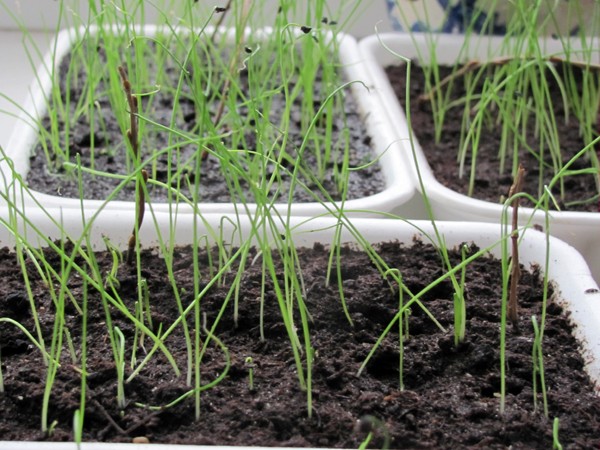 Growing onions from seeds: step by step technology