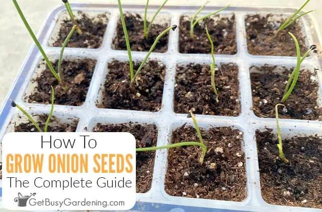 Growing onions from seeds: step by step technology