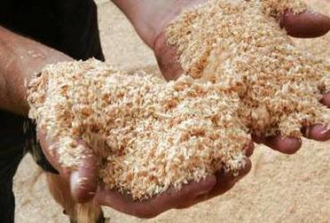 Growing onions in sawdust at home