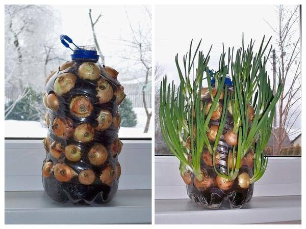 Growing onions on a feather at home