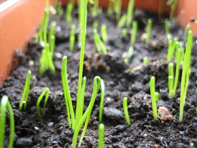 Growing onions on a feather at home